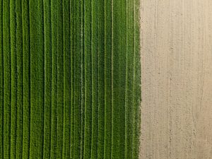Ripple Impact Pilot: Transforming Agricultural Finance on the XRP Ledger