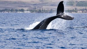 Hyperliquid Whale James Wynn Fully Liquidated After $16.8B in Trading Volume