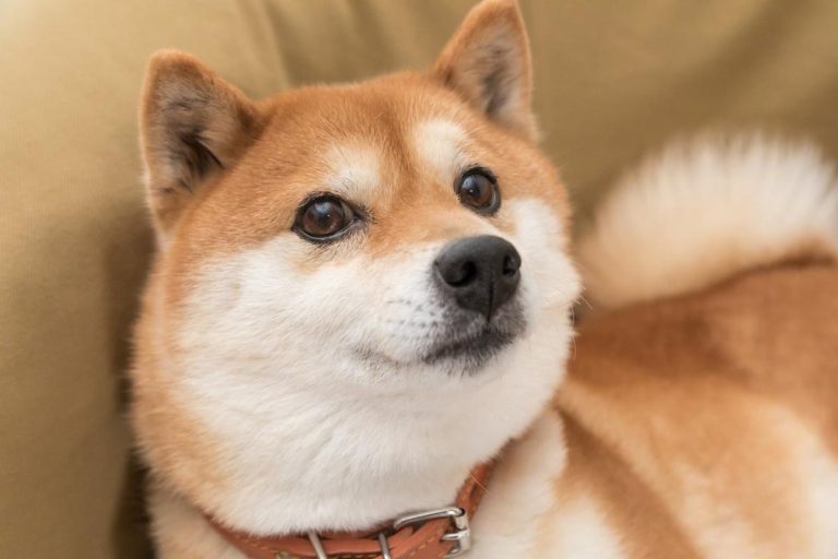 Better Meme Token: Dogecoin vs. Shiba Inu