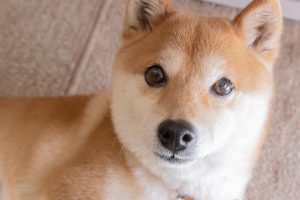 3 Green Flags for Dogecoin in the Next 12 Months